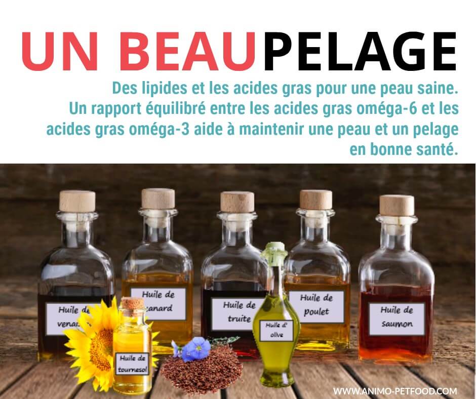 Chien et chat : les secrets d'un beau pelage